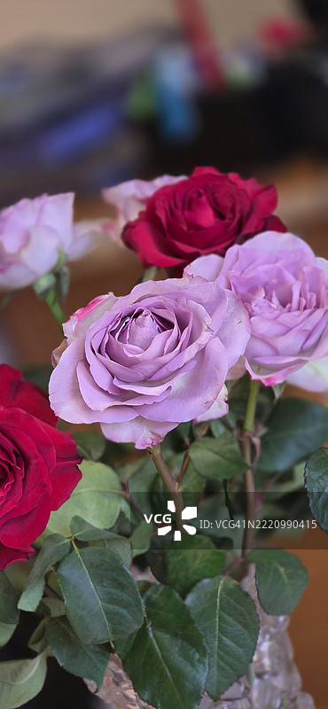 粉色玫瑰的特写镜头图片素材