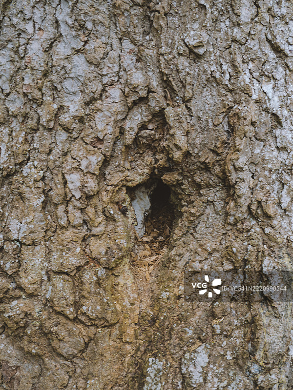 树干的全景拍摄图片素材