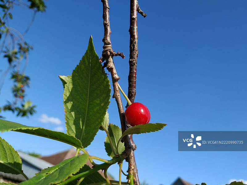 低角度视图的树上果实在蓝天的映衬下生长图片素材