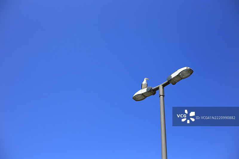 街灯上的薯片小偷，德国图片素材