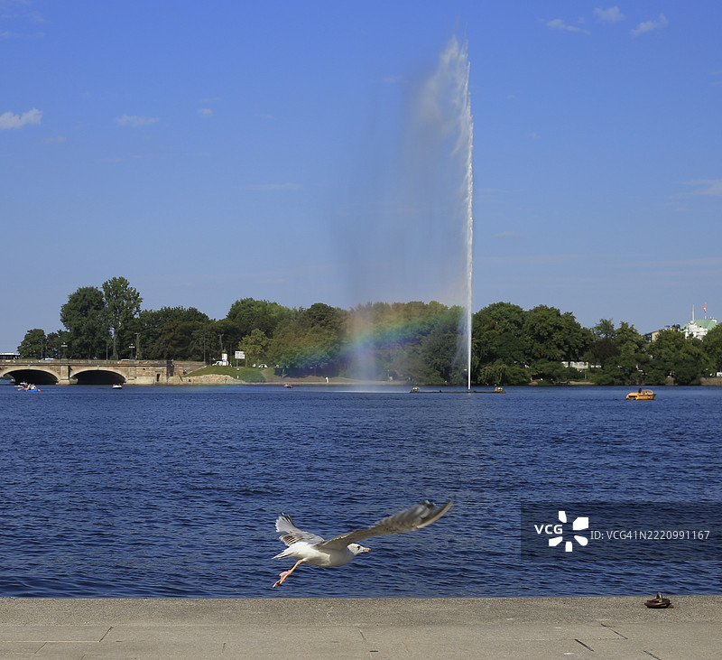 低角度视图的鸟在德国湖面上飞翔图片素材