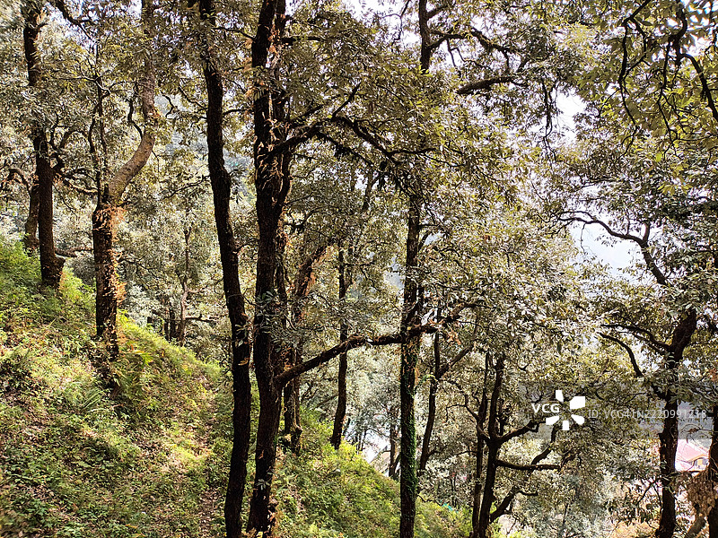 森林中树木的低角度视图图片素材