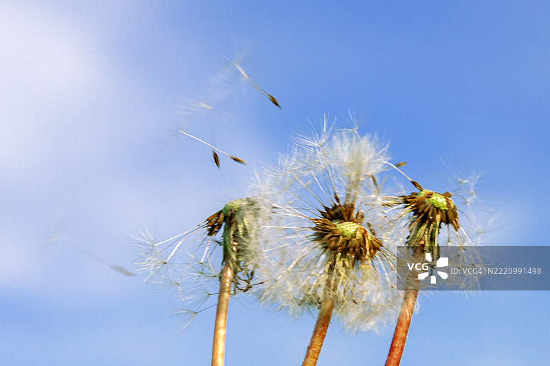 蒲公英野花 黄色花朵 多年生草本植物的属，包括菊科 绿色草坪 文本空间 特写 柔和模糊背景 微距，俄罗斯图片素材