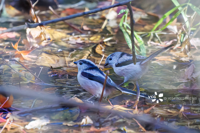 一群可爱的长尾山雀（Aegithalos caudatus，山雀科）和日本白眼（Zosterops Japonica，目睭科）在拍打翅膀飞出，正在溪流中洗澡。图片素材