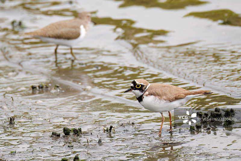 Beautiful Little ringed plover, Charadrius dubius.Beautiful Common sandpiper (Actitis hypoleucos, family comprising snipes) flapping its wings and flying out.They are fighting.图片素材