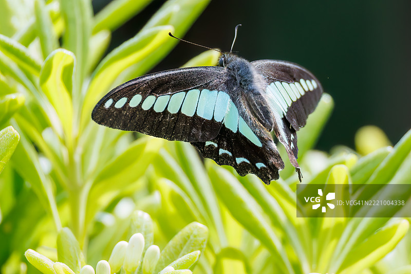 一只美丽的蓝斑凤蝶（Graphium sarpedon，凤蝶科）在花丛中翩翩起舞。图片素材
