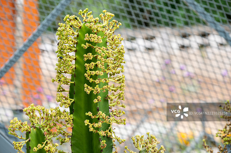 盛开的大戟植物在花园中。图片素材