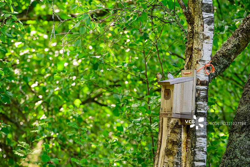 鸟巢上的鸟图片素材
