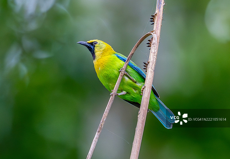 雄性蓝翅叶鸟拥有鲜艳的黄色、绿色和蓝色羽毛。雌性羽毛颜色较暗，但仍然是绿色的。图片素材