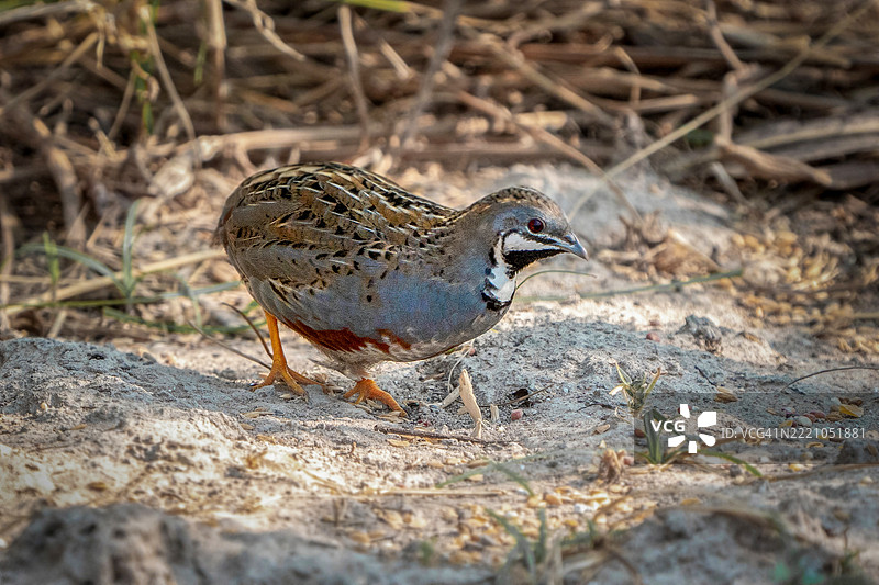 国王鹌鹑，蓝胸鹌鹑，亚洲蓝鹌鹑，光泽鹌鹑图片素材