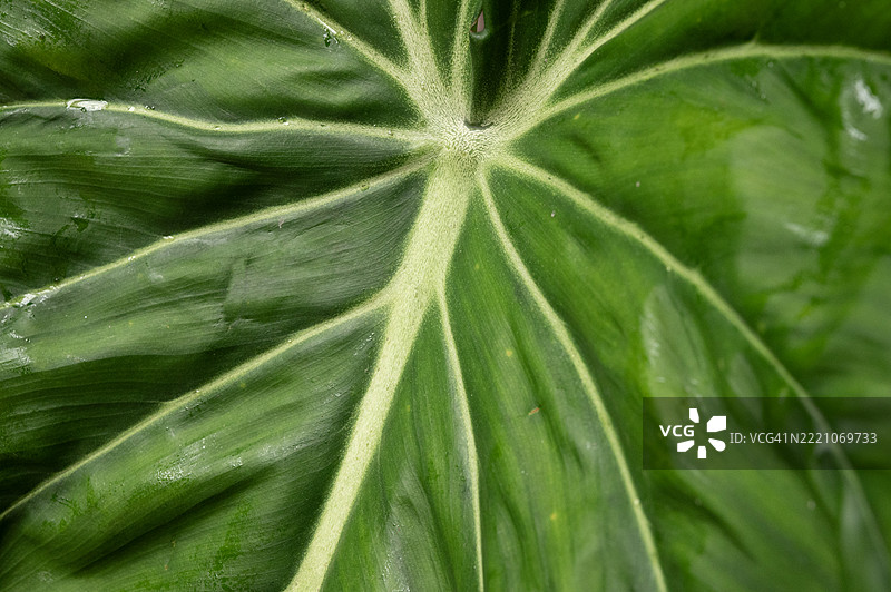 郁郁葱葱的绿叶特写图片素材