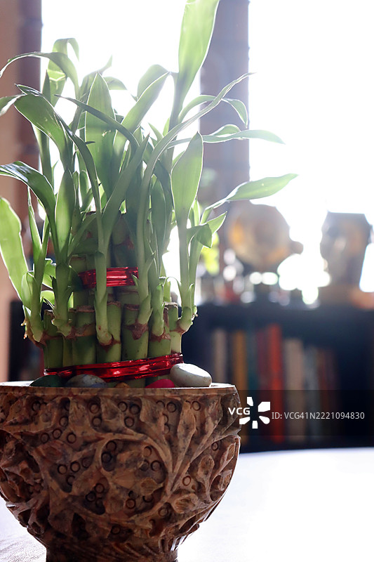 手工雕刻的皂石碗中的幸运竹植物，放在早晨阳光照射下的桌子上，背景是书架/Home interior图片素材