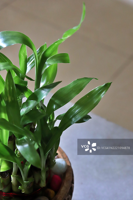 手工雕刻的皂石碗中的幸运竹特写/家居室内/静物图片素材