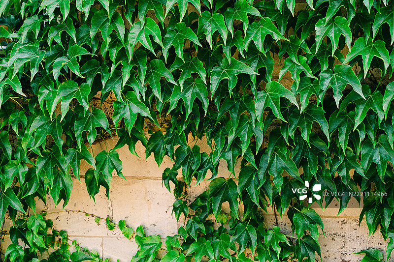 郁郁葱葱的常春藤叶覆盖在砖墙上，沐浴在自然光下图片素材