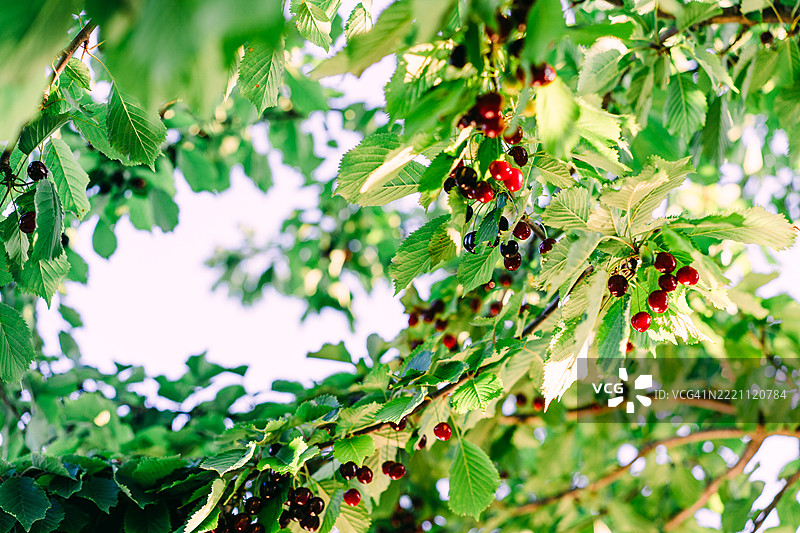 阳光下生长着鲜艳樱桃树枝和成熟的红色果实图片素材
