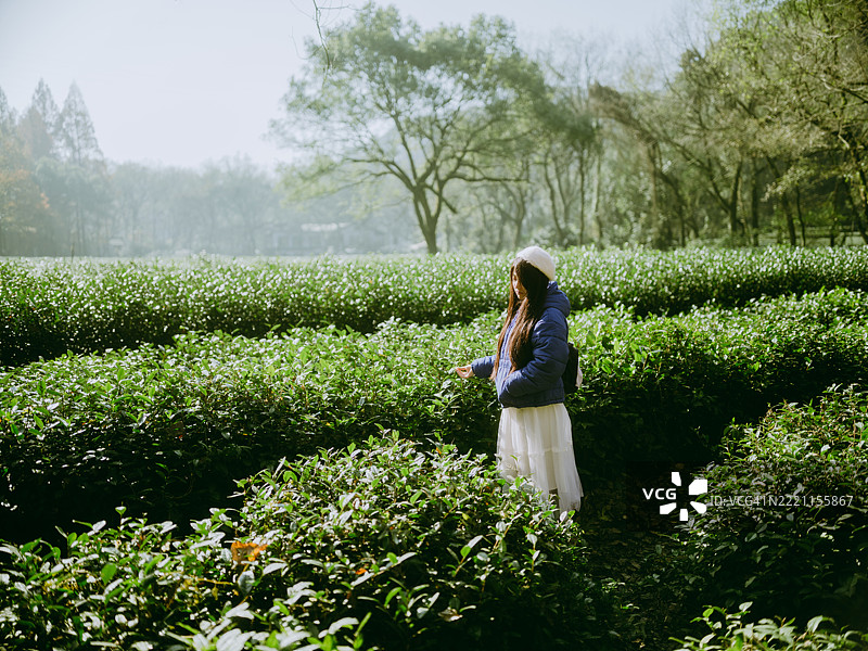 一位年轻的亚洲女性站在山谷中的茶园里图片素材