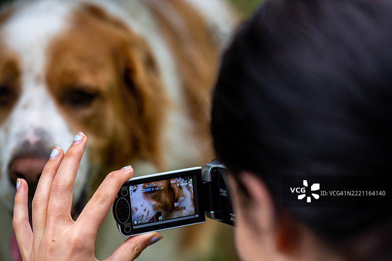 女人用摄像机拍摄布列塔尼犬图片素材