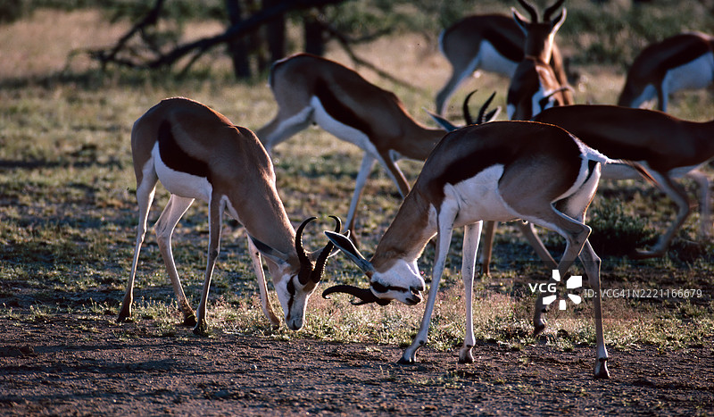 春羚对练图片素材