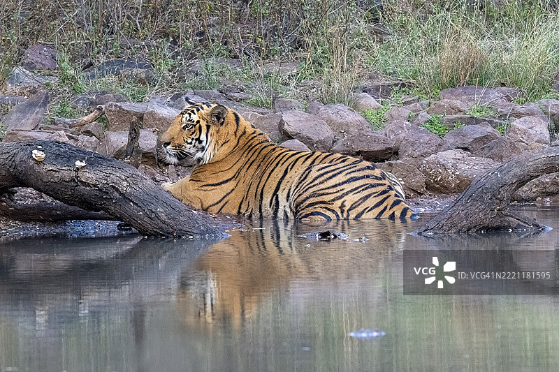 老虎(美洲虎),孟加拉虎或印度虎,大型猫科动物(豹亚科),食肉动物(食肉目),濒临灭绝,水中,倒影,萨图拉国家公园,虎保护区,中央邦,帕奇马尔希生物圈保护区,印度,亚洲图片素材