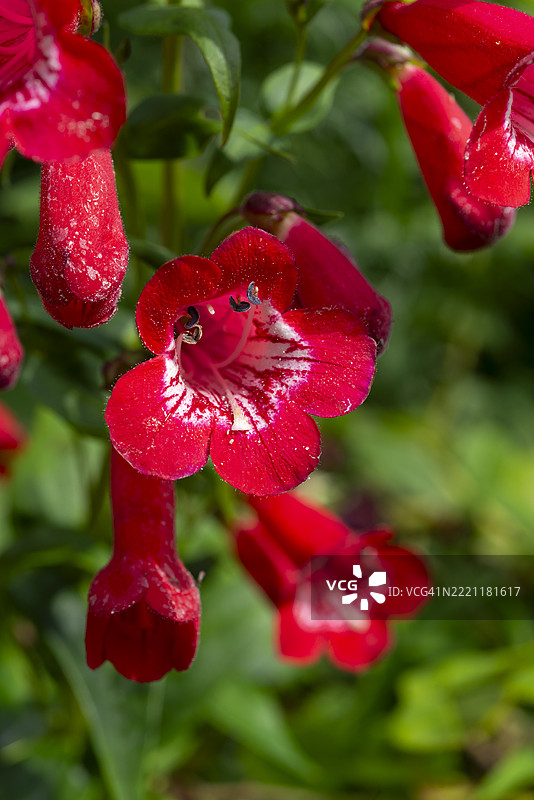 夏季开花的国王乔治五世笔筒花图片素材