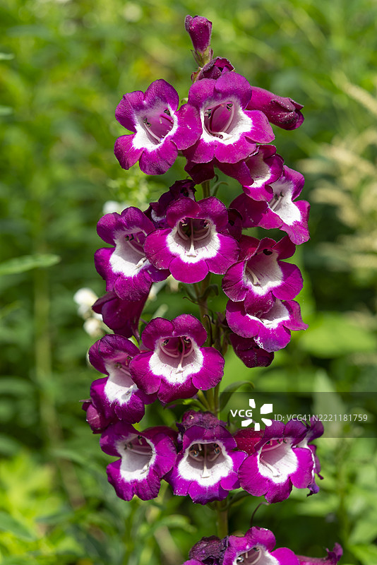 紫白色的笔筒花品种图片素材