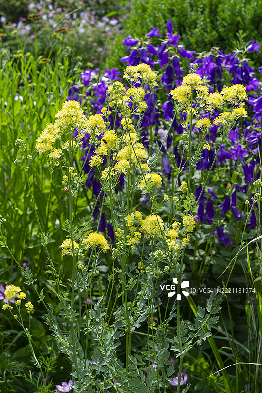 夏季开花的黄花毛茛 'Illuminator'图片素材