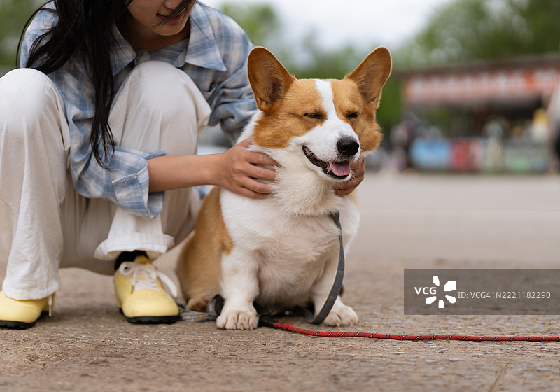 快乐的柯基犬与主人在公园户外坐着图片素材