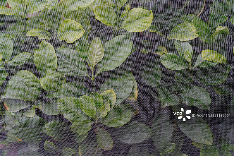 绿色植物在保护网屏后特写，营造自然宁静的氛围图片素材