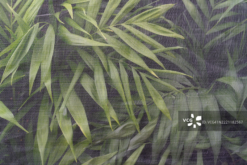 绿色植物在保护网屏后特写，自然宁静的氛围图片素材