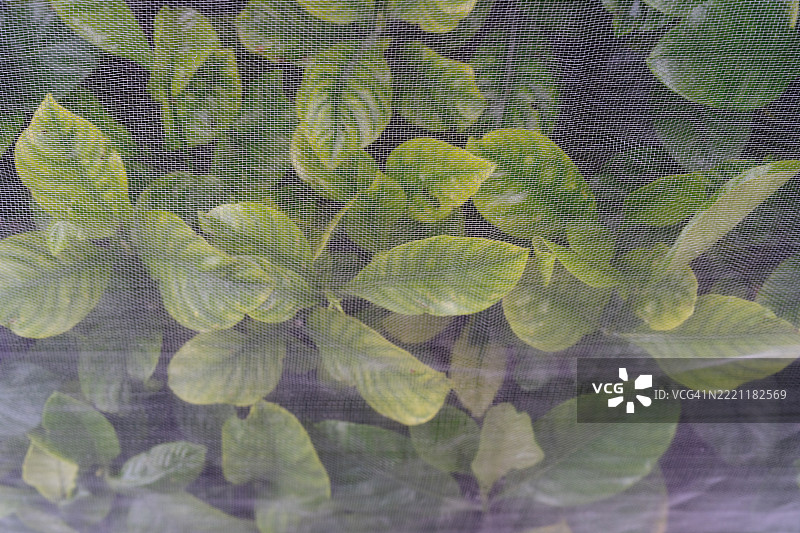 绿色植物在保护网屏后特写，营造自然宁静的氛围图片素材