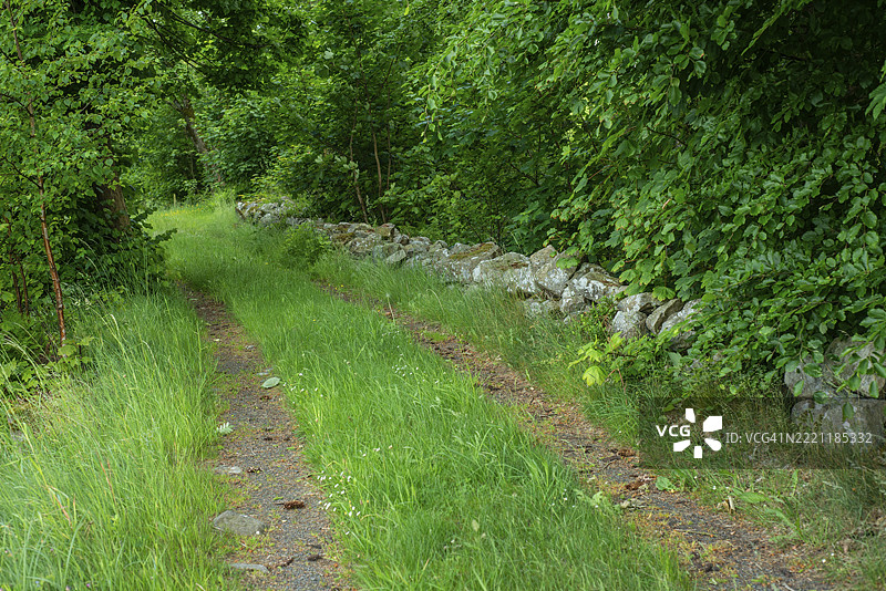 瑞典斯科纳县托梅利拉市的森林道路与石墙图片素材