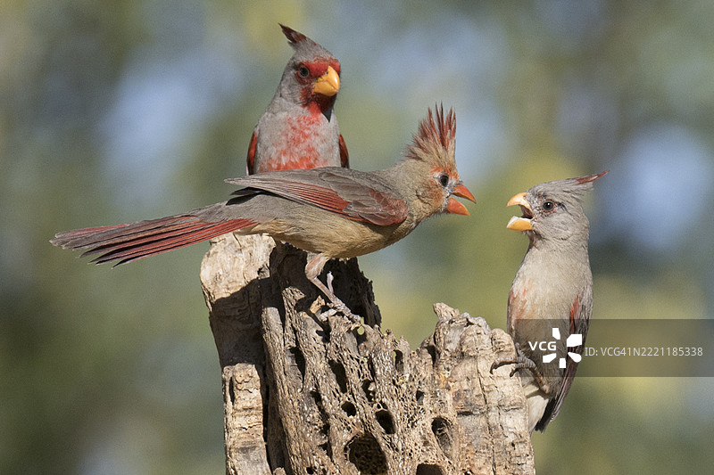 北方红雀雌鸟与雌性红头雀对峙，雄性在旁观察图片素材