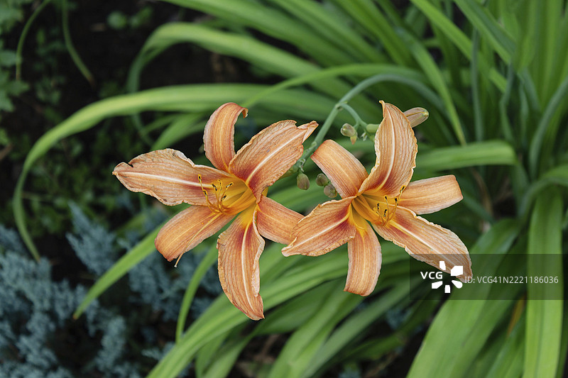 美丽的户外植物 - 橙色百合，选择性对焦图片素材