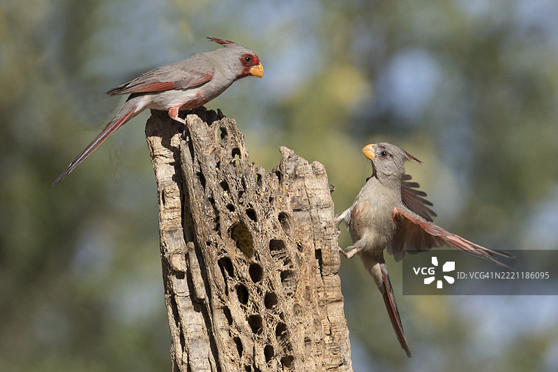 雄性红头雀观察雌性降落图片素材