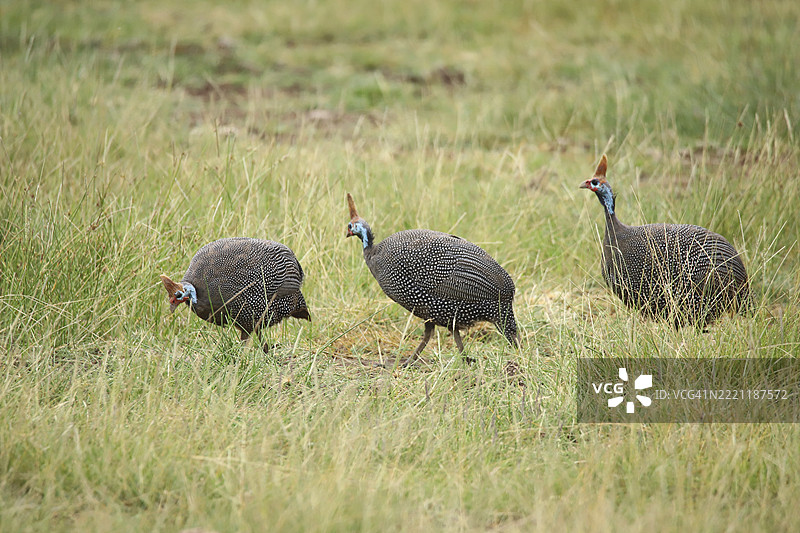 三只头盔珍珠鸡（Numida meleagris）在肯尼亚安博塞利国家公园单列行进图片素材
