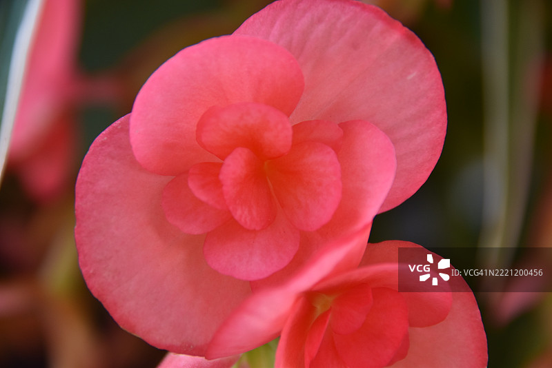 粉色玫瑰特写，加拿大图片素材