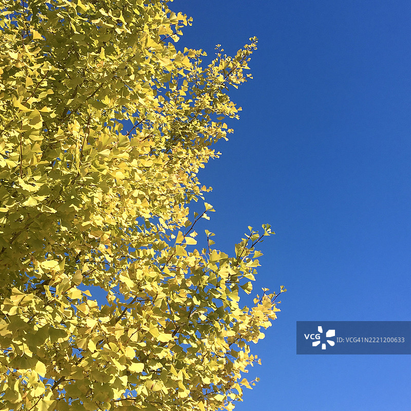 低角度视图的开花植物与晴朗的蓝天相映衬图片素材
