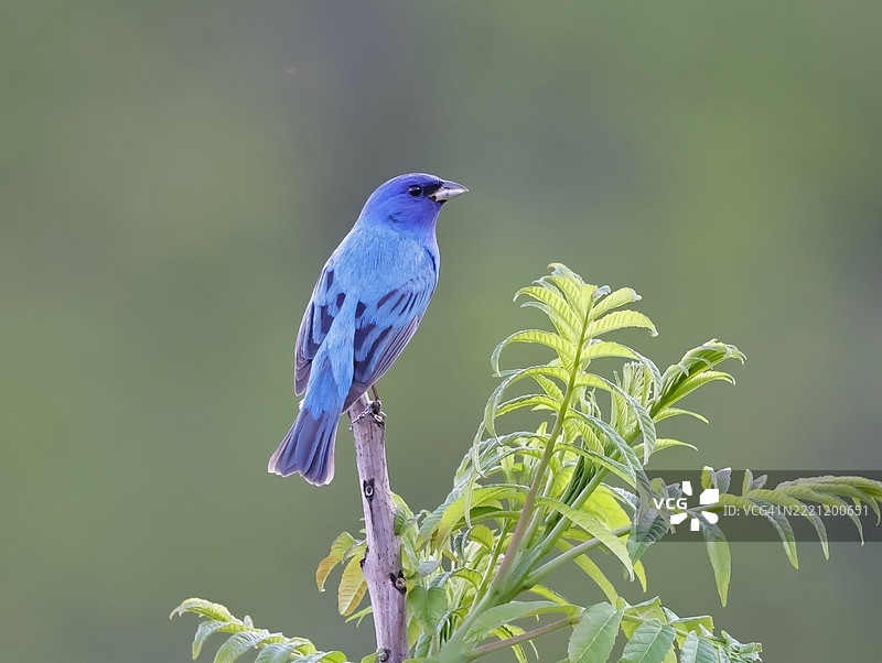 栖息在树枝上的歌雀鸟特写，田纳西州皮igeon Forge，美国图片素材