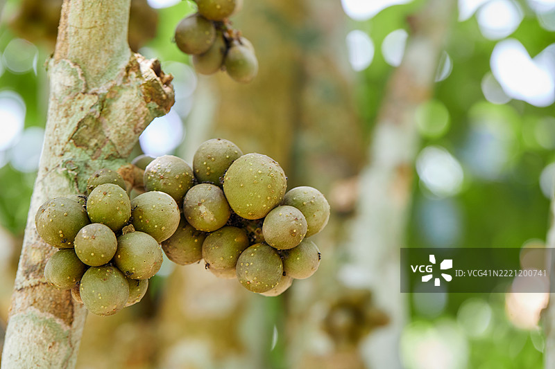 未成熟的兰心果特写生长在树上图片素材