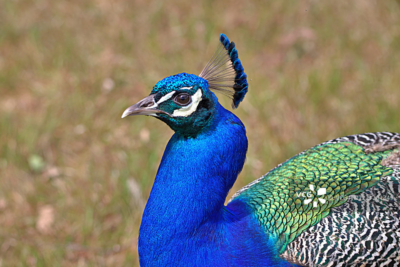 孔雀雌鸟的特写镜头图片素材
