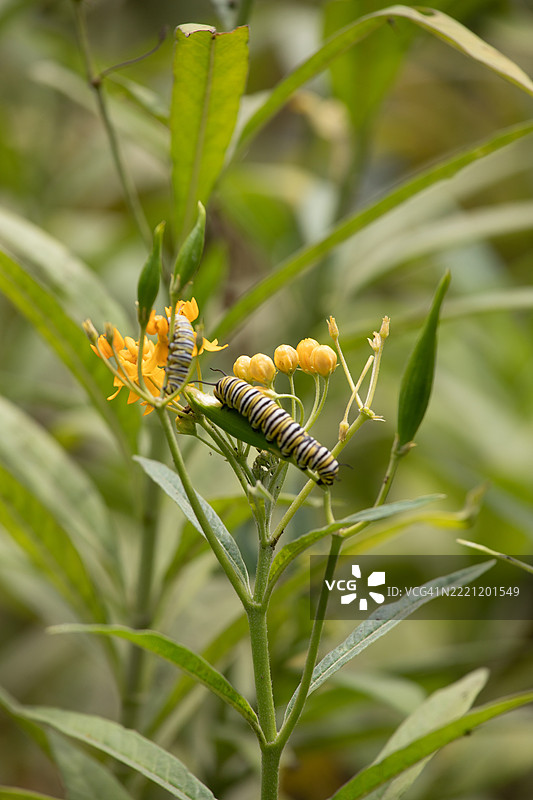 在阳光明媚的秘鲁，阿斯克勒皮亚斯·库拉萨维卡的种荚上有一只毛毛虫。图片素材