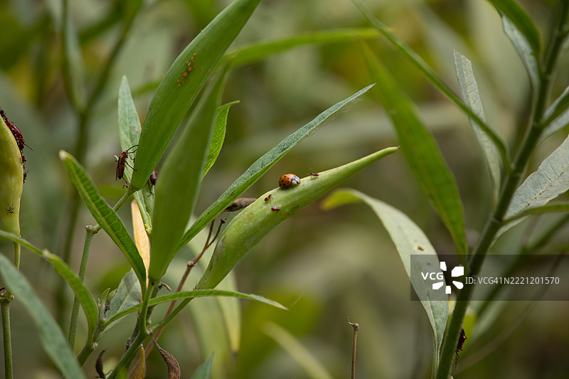 在阳光明媚的秘鲁，阿斯克勒皮亚斯·库拉萨维卡的种荚上有一只毛毛虫。图片素材