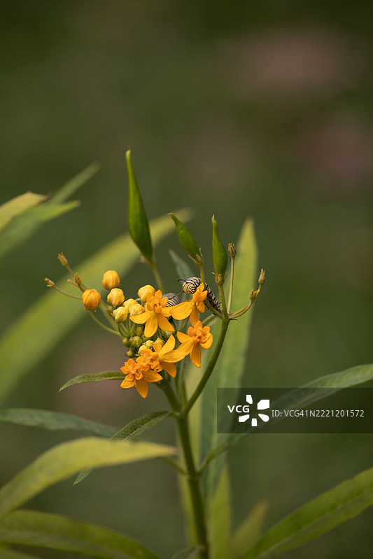 在阳光明媚的秘鲁，阿斯克勒皮亚斯·库拉萨维卡的种荚上爬行的毛虫图片素材