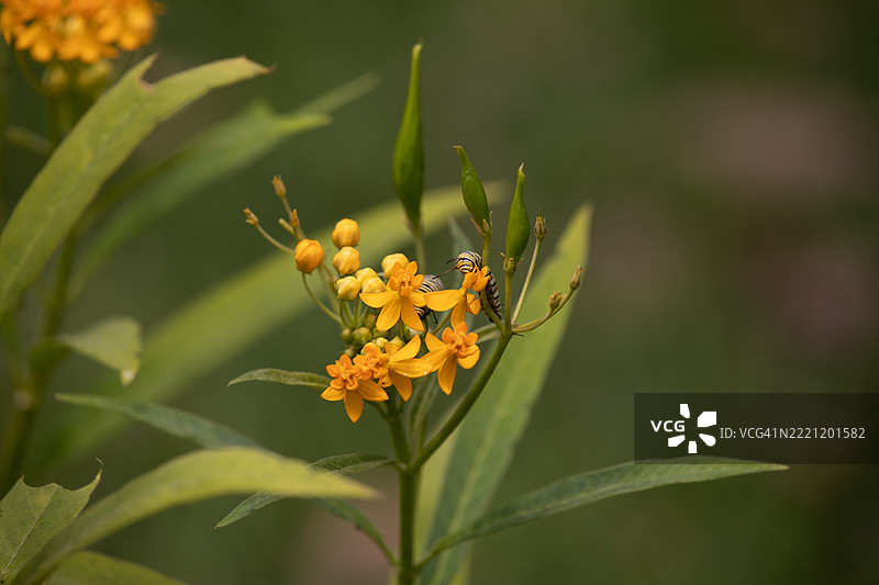 在阳光明媚的秘鲁，阿斯克勒皮亚斯·库拉萨维卡的种荚上爬行的毛虫图片素材