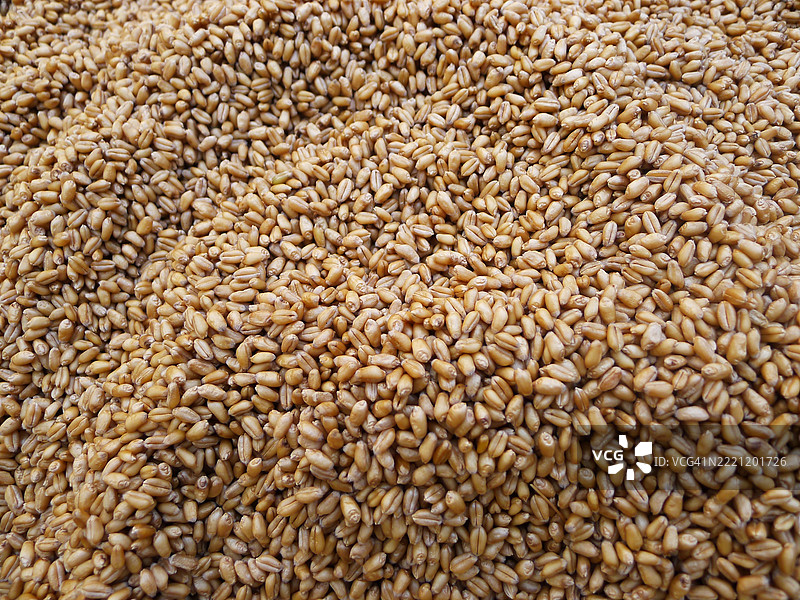 小麦特写镜头图片素材