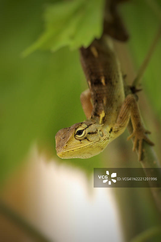 巴西利斯克特写，马哈拉施特拉邦，印度，瓦萨伊维拉尔图片素材