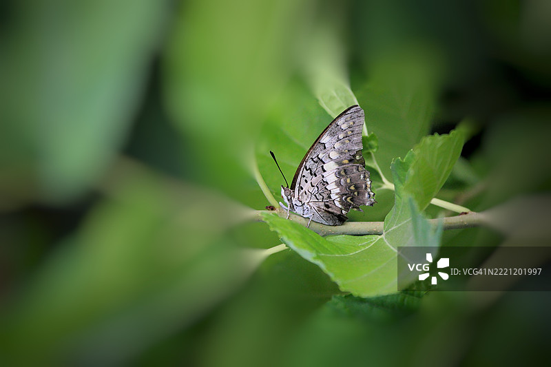 叶子上的蝴蝶特写，印度马哈拉施特拉邦瓦萨伊维拉尔图片素材