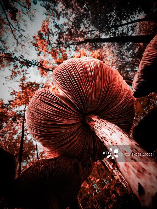 密歇根州森林中生长的蘑菇特写图片素材