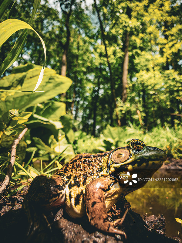 密歇根州森林中的青蛙特写图片素材