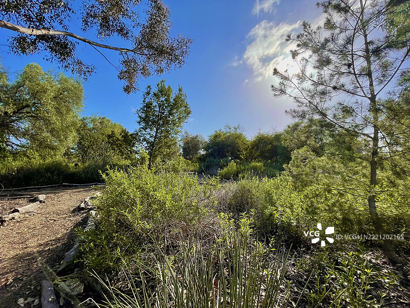 加利福尼亚州泉水谷的森林中生长的树木与天空相映成趣图片素材